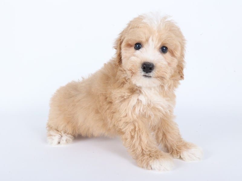 [#14692] Red Male Maltipoo Puppies For Sale #3