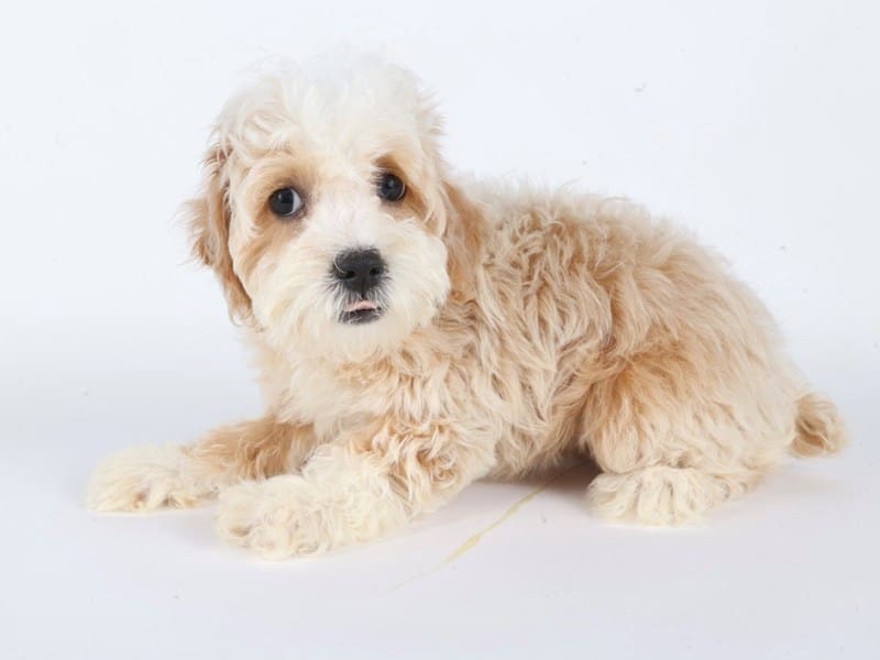 [#14671] Red / White Female Cock A Poo 2nd Gen Puppies For Sale #3