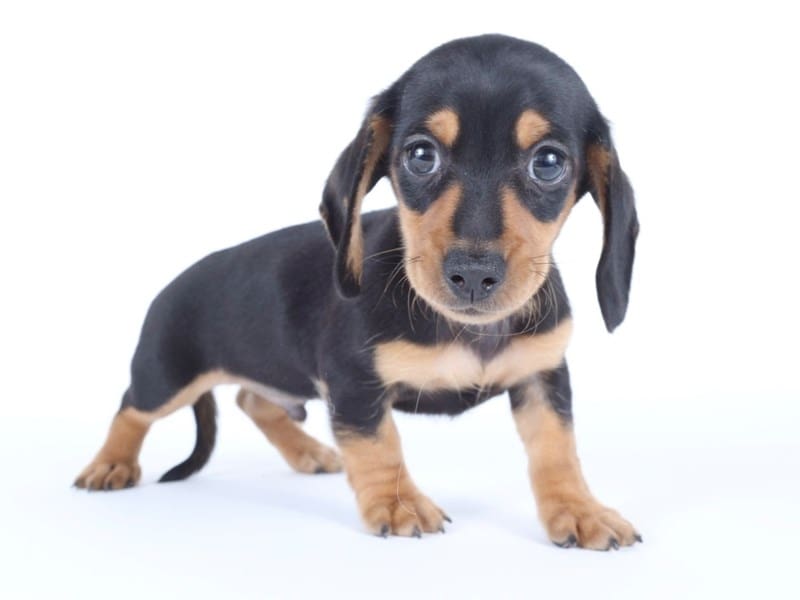 Miniature Dachshund-Dog-Male-Black/Tan-5057647-XO PUPS