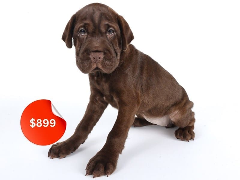 Miniature Hippo-Dog-Male-Chocolate-5035668-XO PUPS