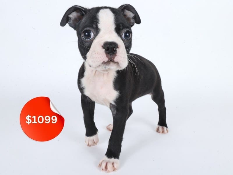 [#14634] Black / White Female Boston Terrier Puppies For Sale #4