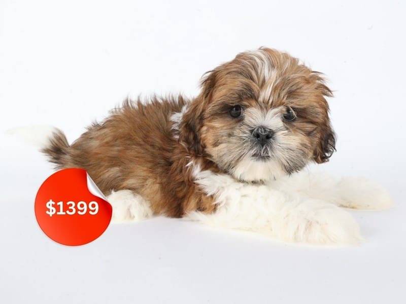 Shih Tzu-Dog-Male-Brown / White-5028649-XO PUPS