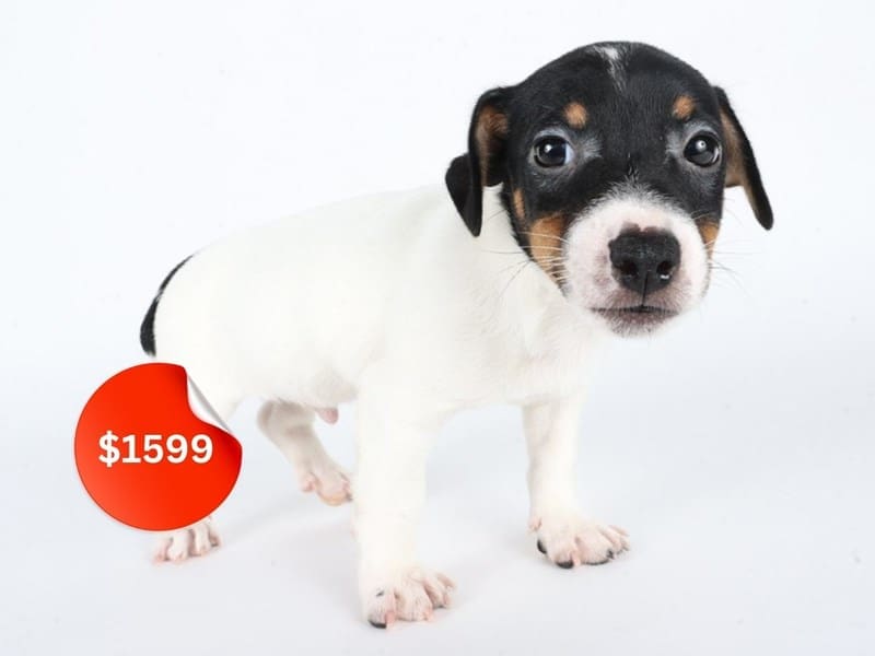 [#14670] Tri Color Male Jack Russell Terrier Puppies For Sale #3