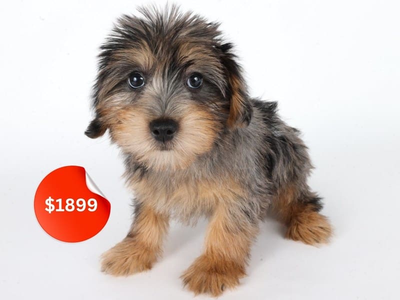 [#14667] Black/Grey/White Female Yorkiepoo Puppies For Sale #3