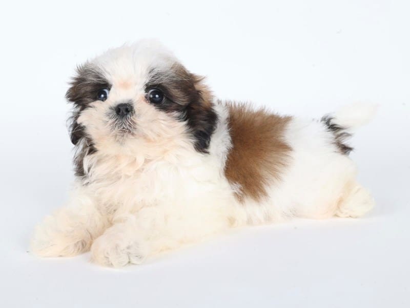 [#14682] Brindle / White Male Shih Tzu Puppies For Sale #3