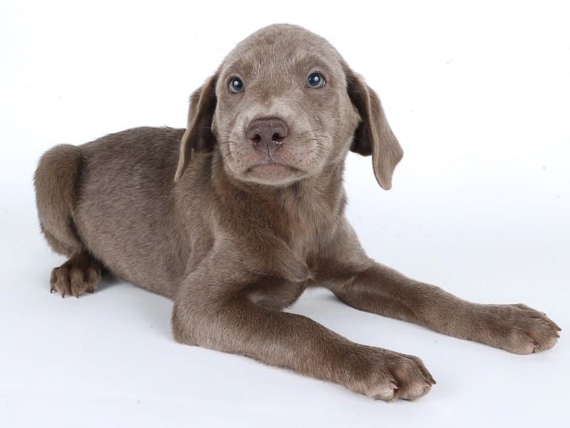 [#14715] Silver Female Labrador Retriever Puppies For Sale #2