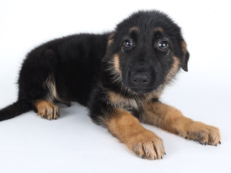 [#14714] Black/Tan Male German Shepherd Puppies For Sale #2