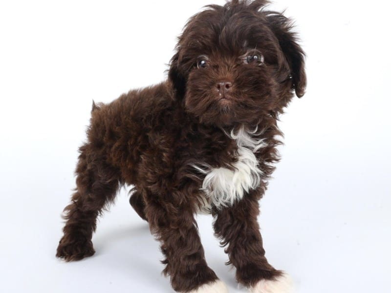 [#14713] Chocolate Female Shihpoo Puppies For Sale #2