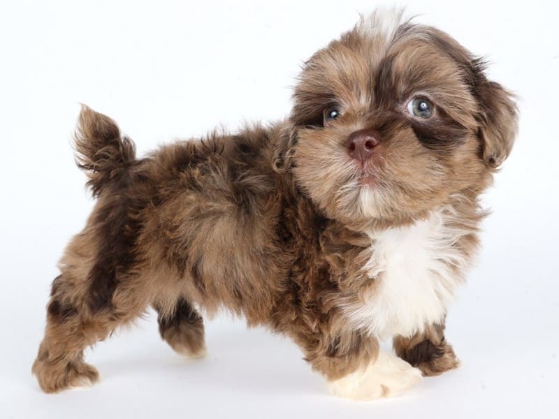 [#14712] Chocolate Merle Male Shihpoo Puppies For Sale #2