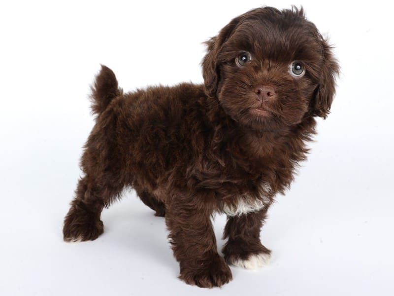 Shihpoo-Dog-Male-Chocolate-5059092-XO PUPS