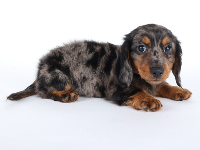[#14710] Silver Dapple Male Miniature Dachshund Puppies For Sale #2