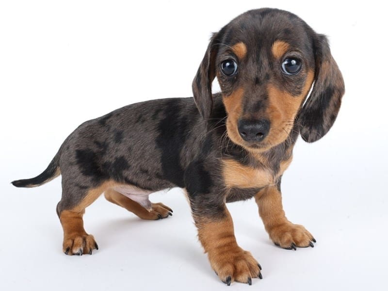 [#14709] Silver Dapple Male Miniature Dachshund Puppies For Sale #2