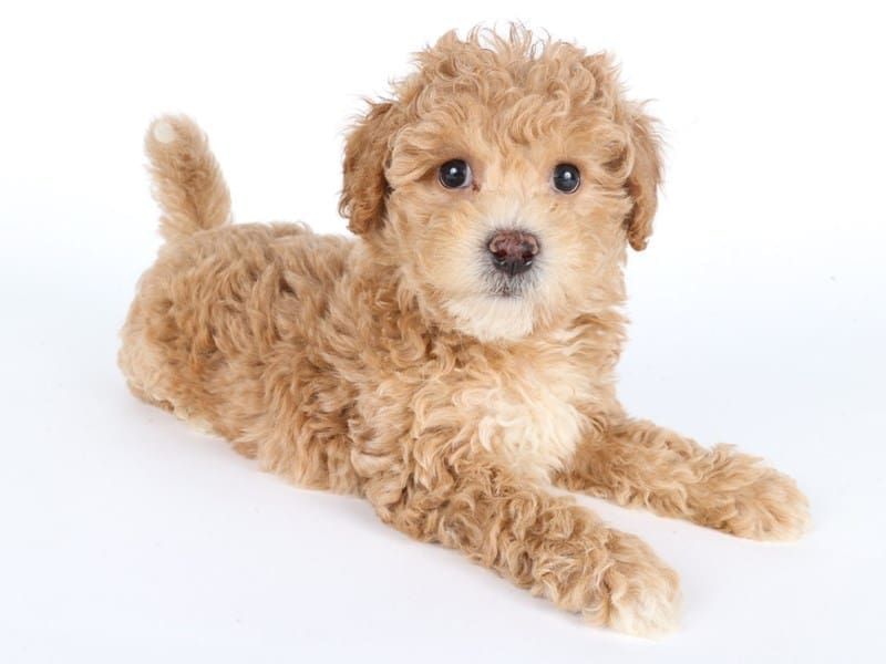 [#14708] Light Tan Male Poochon Puppies For Sale #2