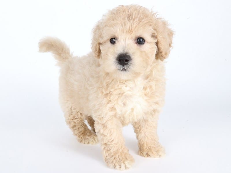 Poochon-Dog-Male-Light Tan-5059086-XO PUPS