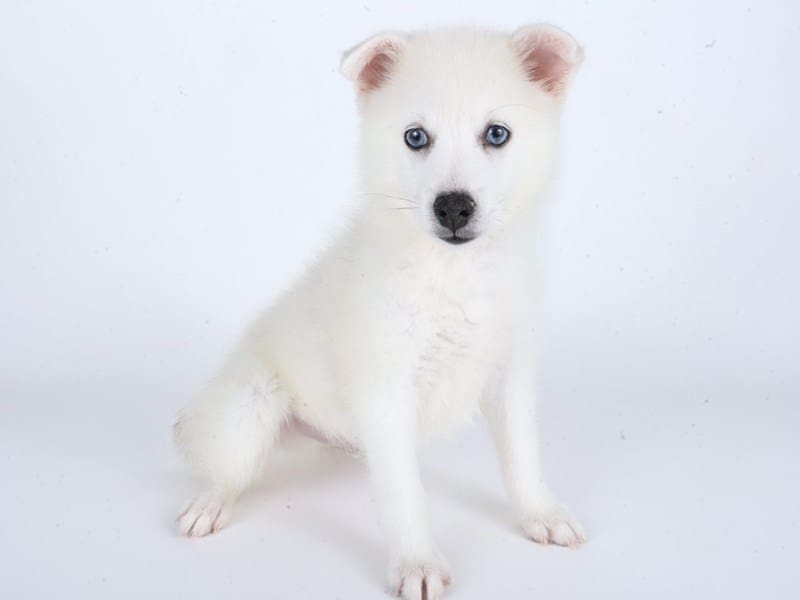 [#14706] Grey Male Pomski Puppies For Sale #2