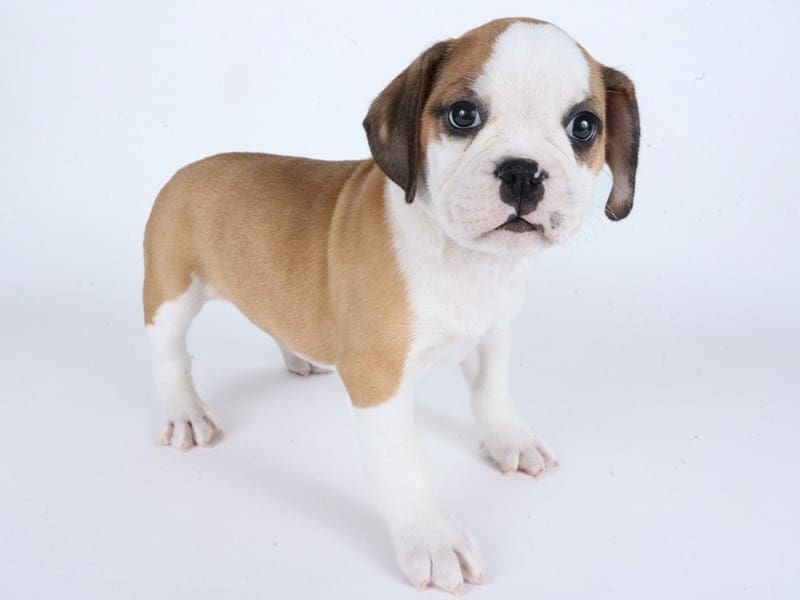 [#14705] Brown / White Male Miniature Bulldog Puppies For Sale #3