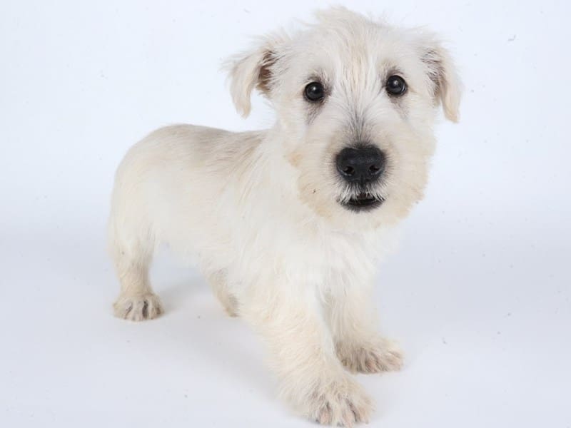 [#14703] Wheaten Male Scottish Terrier Puppies For Sale #3