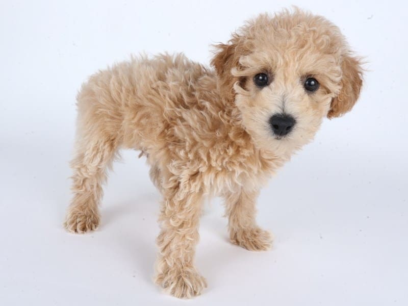 [#14702] Cream Male Poochon Puppies For Sale #3
