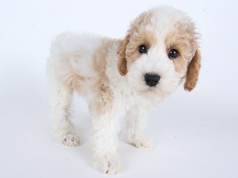 [#14701] Cream / White Male Poochon Puppies For Sale #3