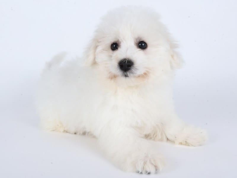 Bichon Frise-Dog-Male-White-5058185-XO PUPS