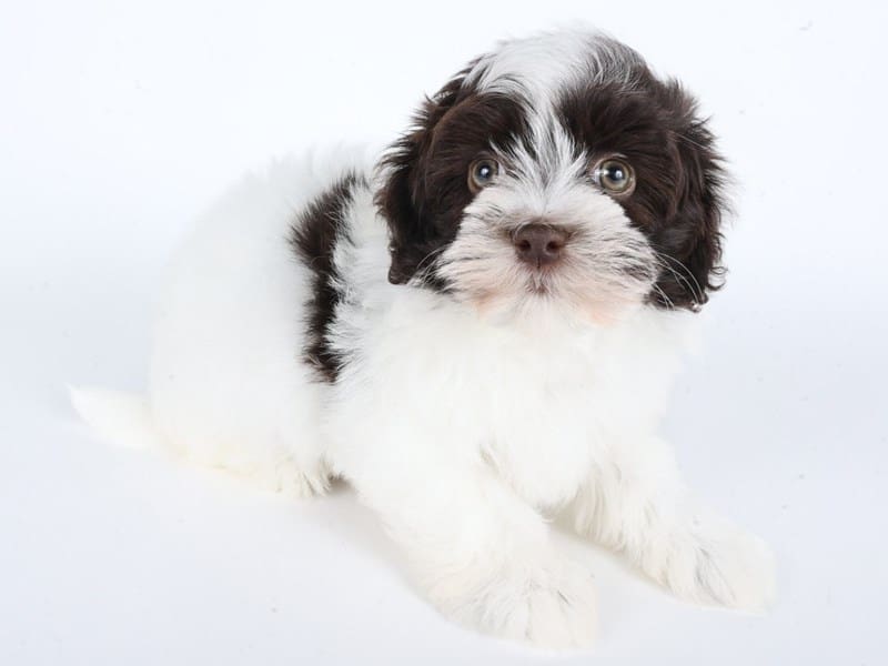 [#14699] Chocolate / White Male Havanese Puppies For Sale #3