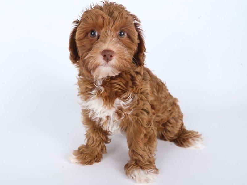[#14698] Red / White Female Havapoo Puppies For Sale #3