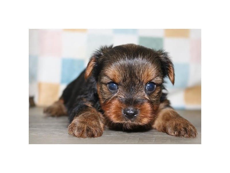 Yorkshire Terrier-Dog-Male-Black / Tan-5060281-XO PUPS