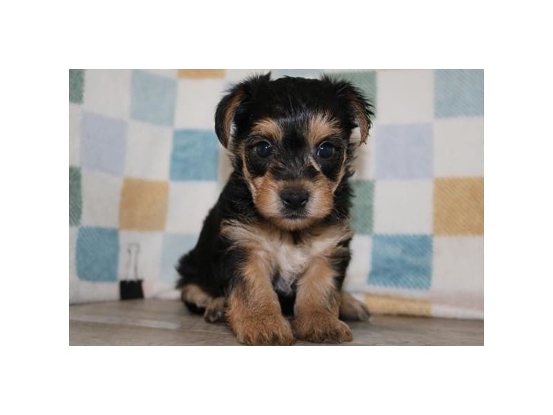 [#14719] Black / Tan Male Yochon Puppies For Sale #2