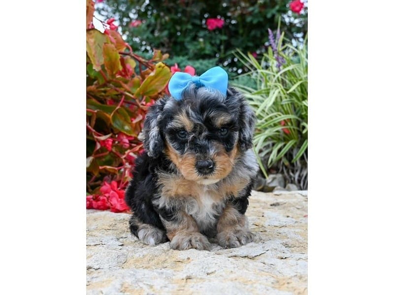 [#14716] Merle Female Miniature Sheepadoodle 2nd Gen Puppies For Sale #2