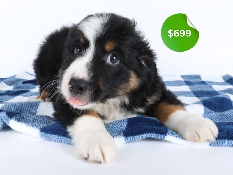 Miniature Australian Shepherd-Dog-Male-Black-5005222-XO PUPS