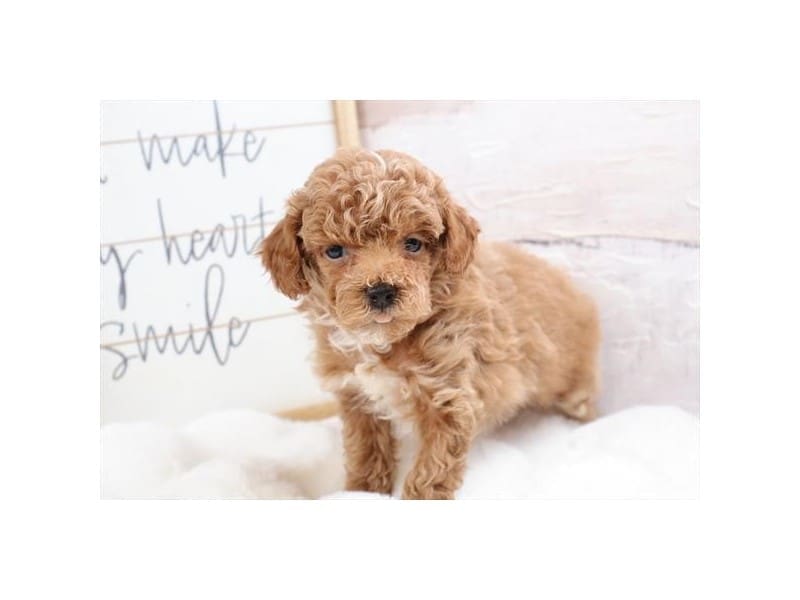 [#14727] Apricot Male Miniature Poodle Puppies For Sale #2