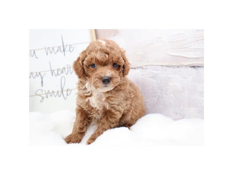 [#14728] Apricot Male Miniature Poodle Puppies For Sale #2