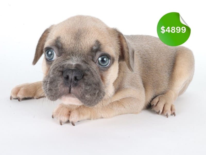 [#14661] Blue Fawn Male French Bulldog Puppies For Sale #4