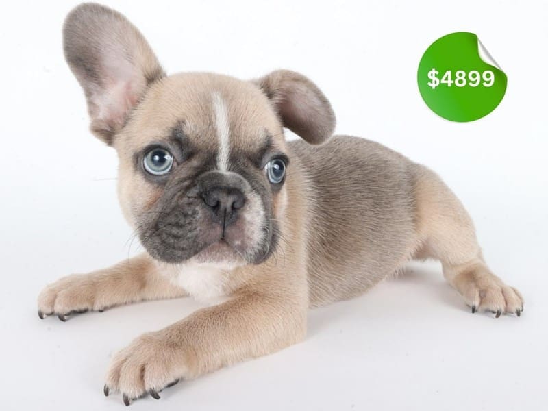 [#14662] Blue Fawn Male French Bulldog Puppies For Sale #4
