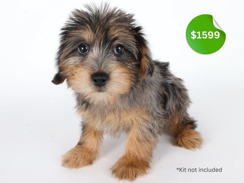 Yorkiepoo-Dog-Female-Black/Grey/White-5048099-XO PUPS