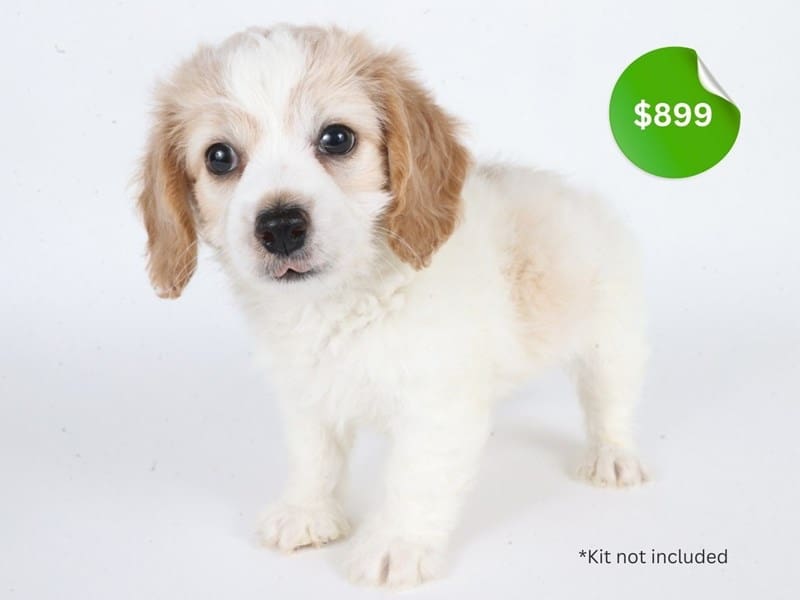 [#14642] White & Cream Male Doxiepoo Puppies For Sale #3