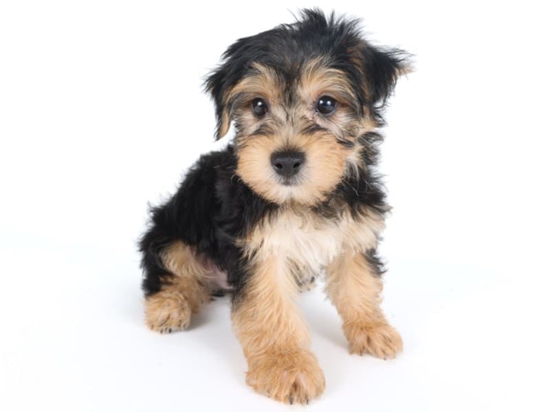 Yochon-Dog-Male-Black / Tan-5060283-XO PUPS