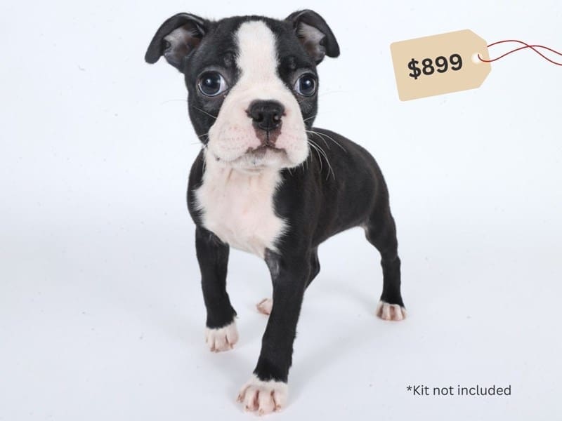 [#14634] Black / White Female Boston Terrier Puppies For Sale #4
