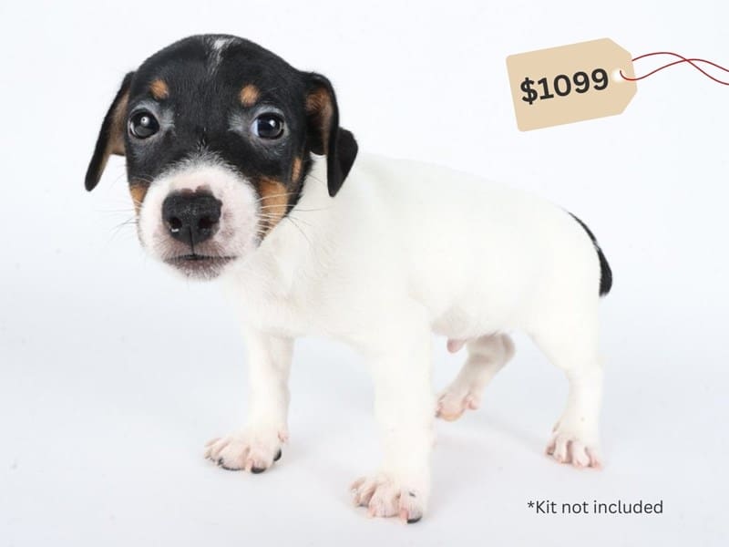 [#14670] Tri Color Male Jack Russell Terrier Puppies For Sale #3