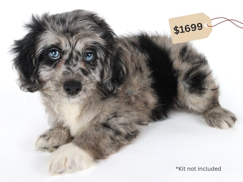 Aussiedoodle-Dog-Female-Black Merle-5048133-XO PUPS