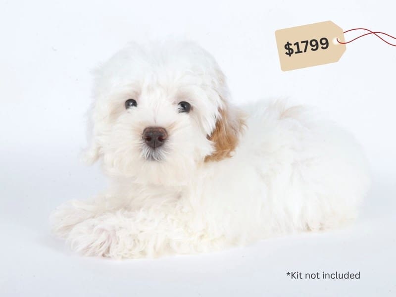 [#14693] White & Apricot Parti Male Maltipoo Puppies For Sale #3