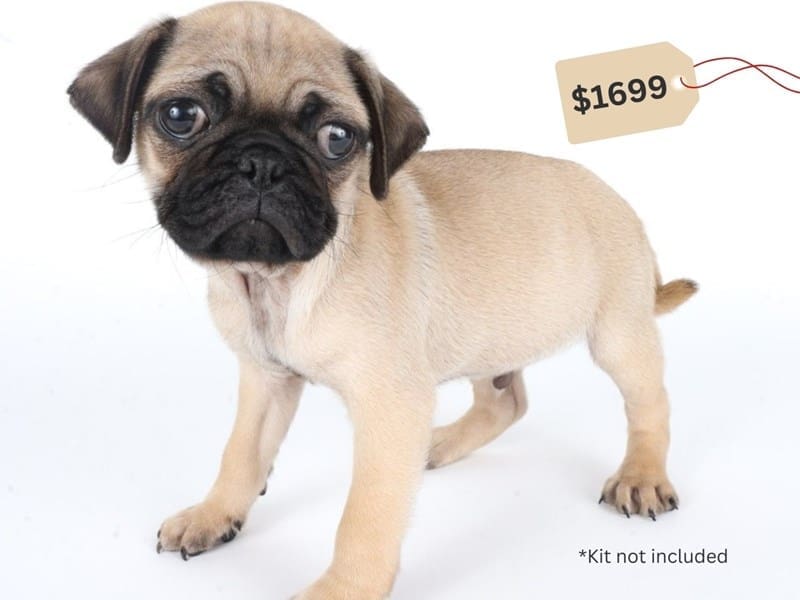 [#14675] Fawn Male Pug Puppies For Sale #4