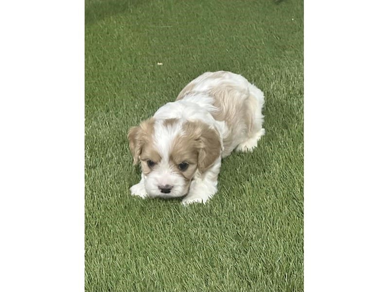 [#14730] Red / White Male Cavamalt Puppies For Sale #2