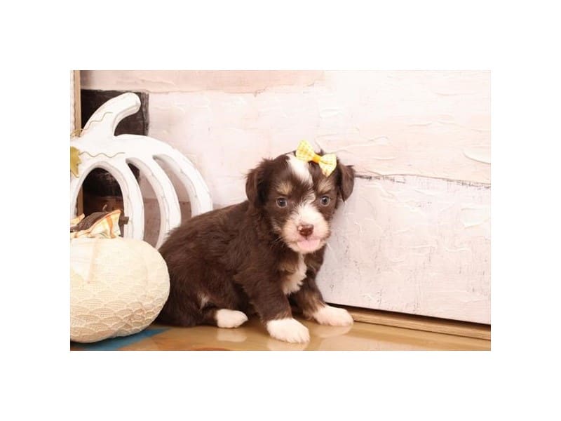 [#14731] Chocolate / White Female Aussiepoo Puppies For Sale #2