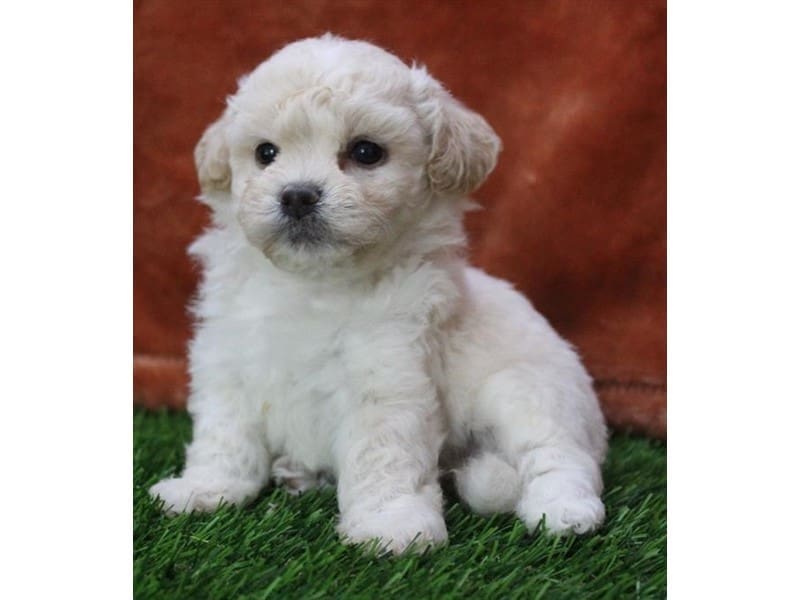 [#14734] Cream Male Teddy Bear Puppies For Sale #2