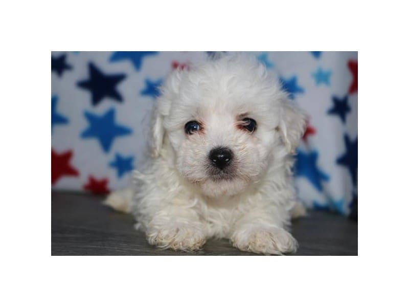 [#14736] White Male Bichon Frise Puppies For Sale #2