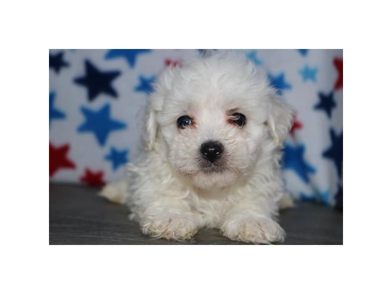 [#14736] White Male Bichon Frise Puppies For Sale #2