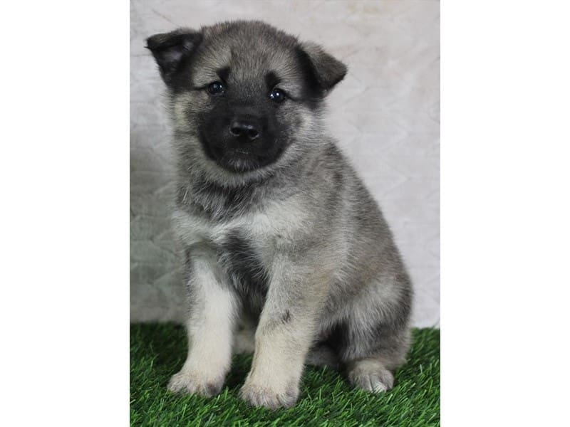 [#14737] Gray Black / Silver Female Norwegian Elkhound Puppies For Sale #2