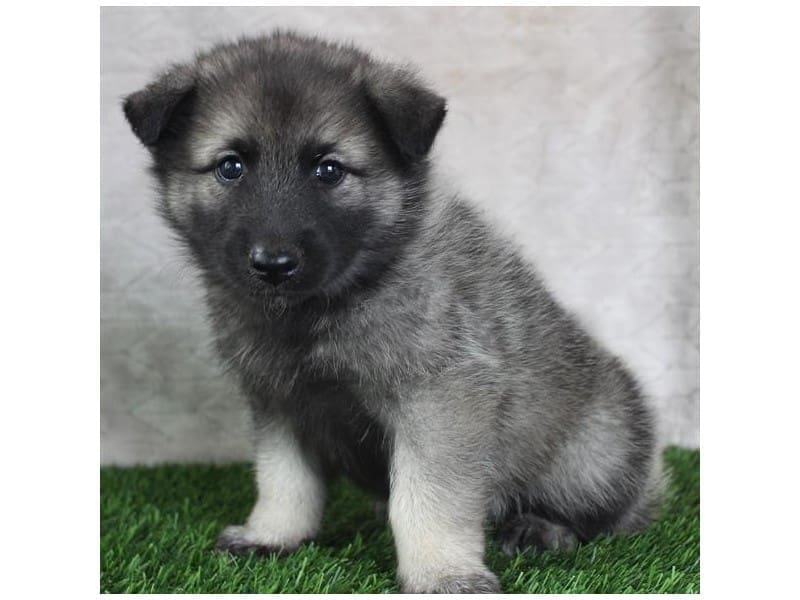 [#14738] Gray Black / Silver Male Norwegian Elkhound Puppies For Sale #2