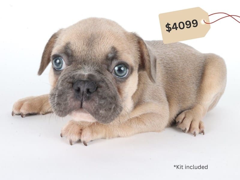 French Bulldog-Dog-Male-Blue Fawn-5046010-XO PUPS